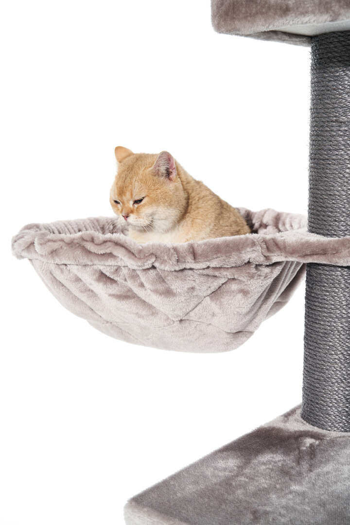 Nobby Kratzbaum Raya